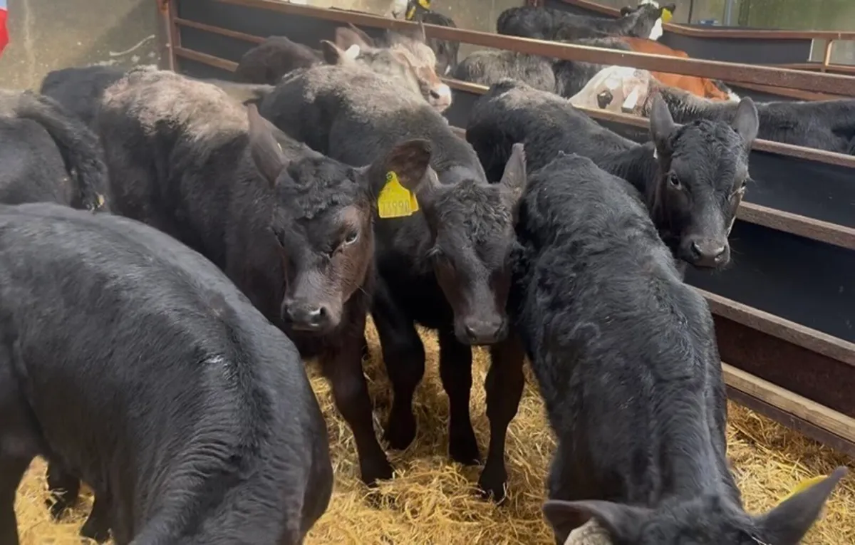 ❌strong hefiers ❌ - Image 4