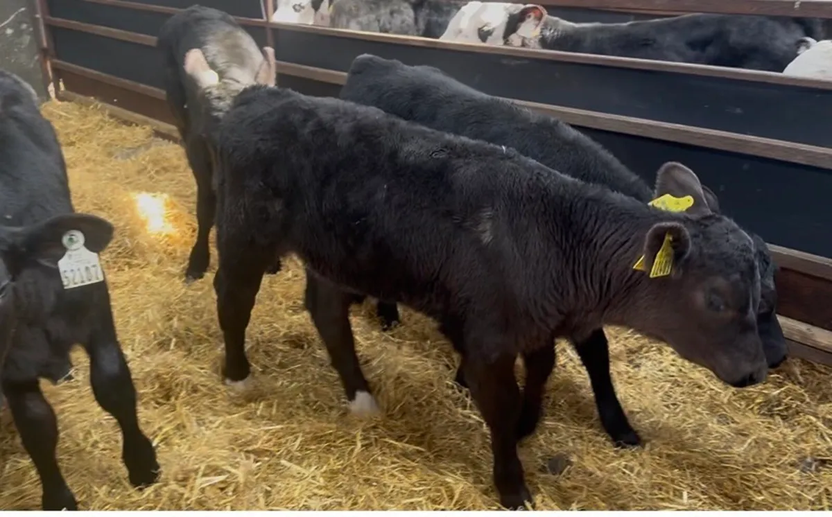 ❌strong hefiers ❌ - Image 2