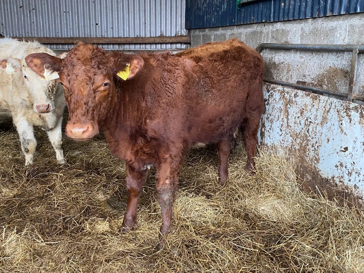 2 purebred shorthorn heifers - Image 3