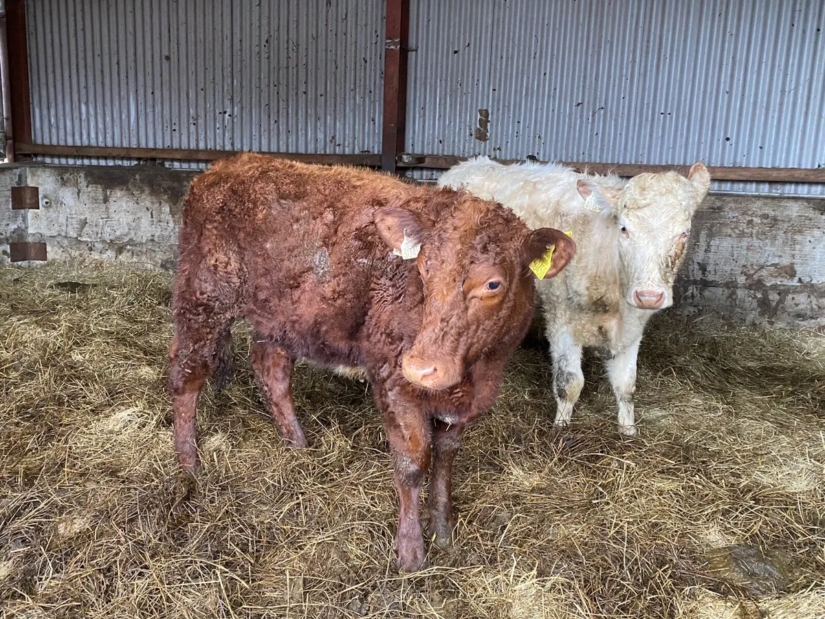 2 purebred shorthorn heifers - Image 4