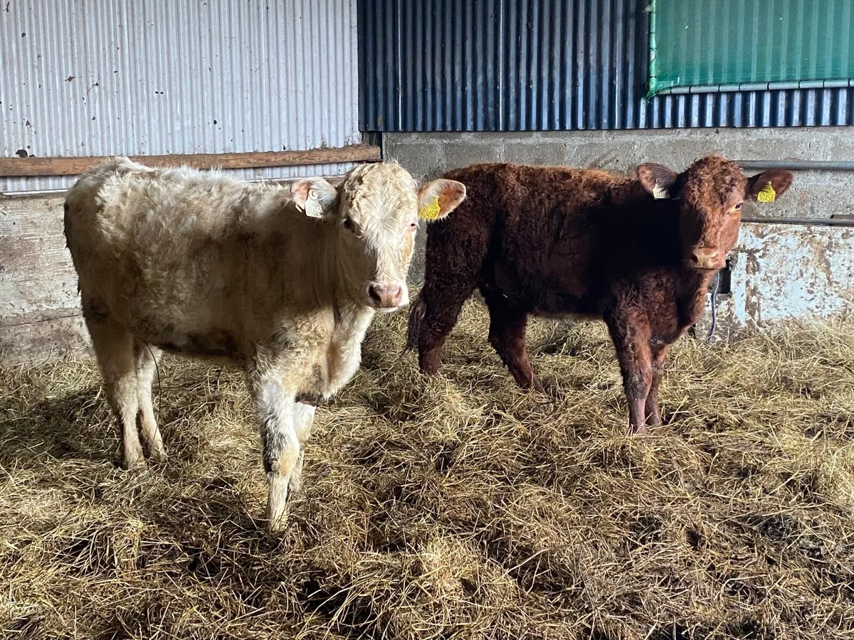 2 purebred shorthorn heifers - Image 1