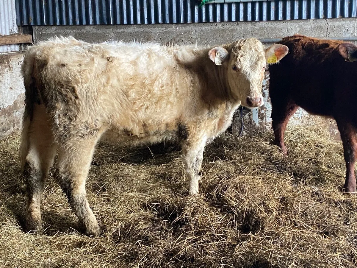2 purebred shorthorn heifers - Image 2