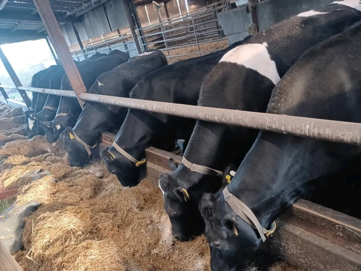 12 in calf cows - Image 1