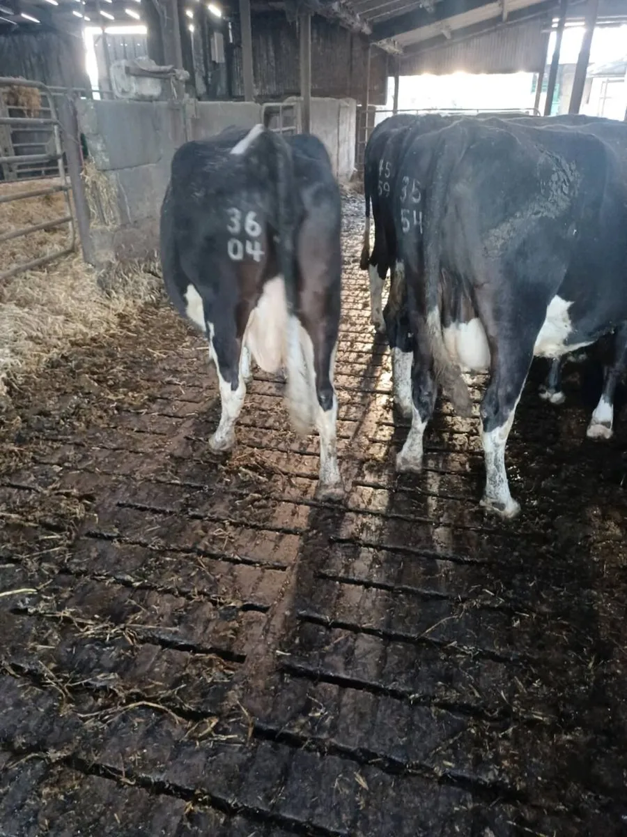 12 in calf cows - Image 2