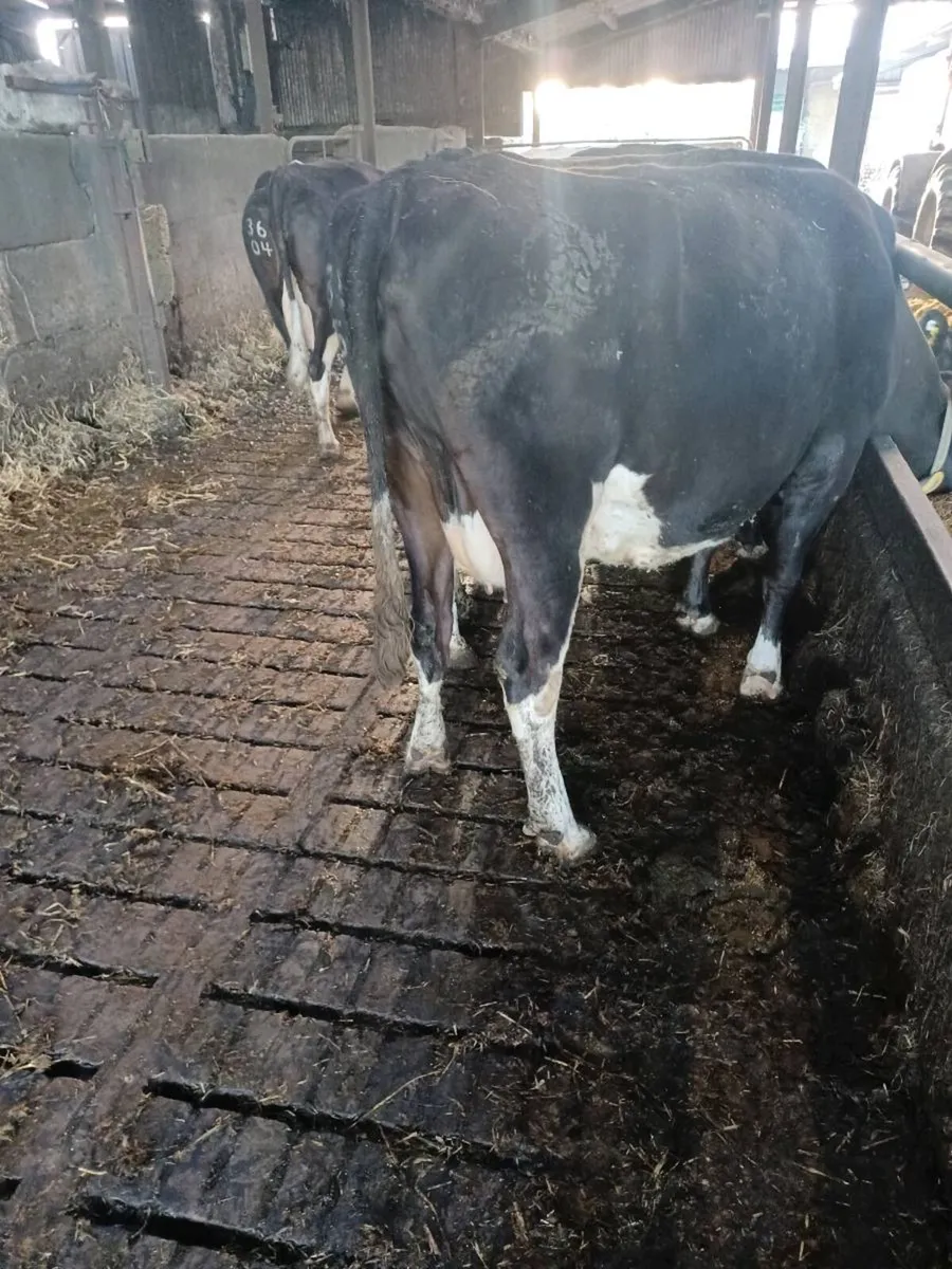 12 in calf cows - Image 3