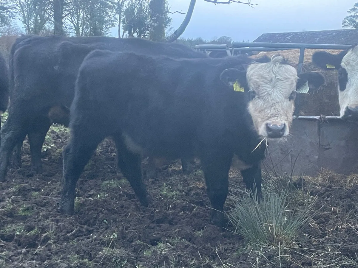 Organic weanlings - Image 1