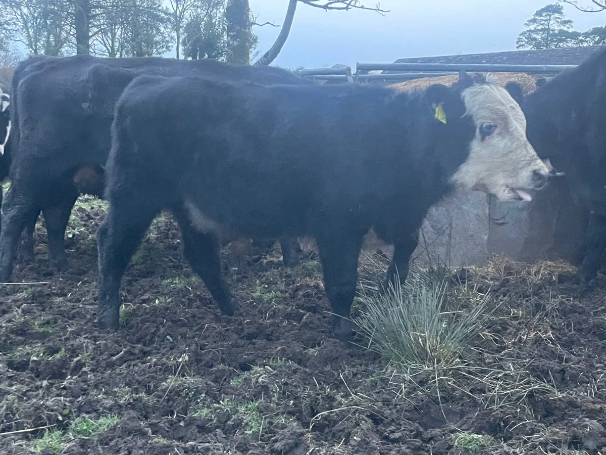 Organic weanlings - Image 3