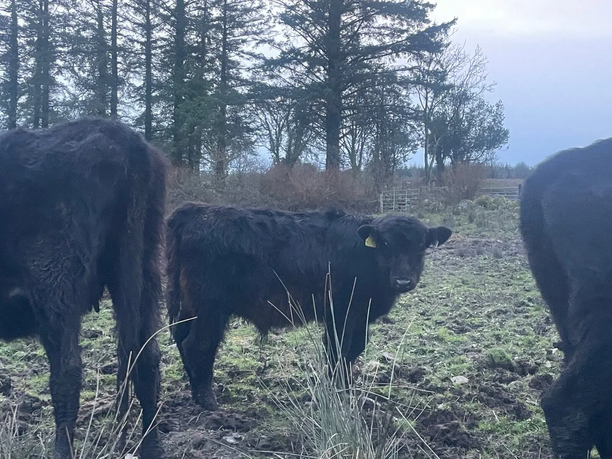 Organic weanlings - Image 4