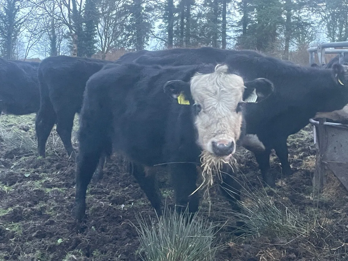 Organic weanlings - Image 2