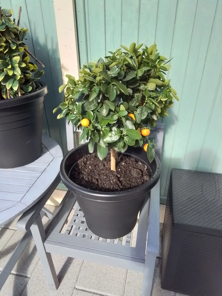 Potted orange plant - Image 2