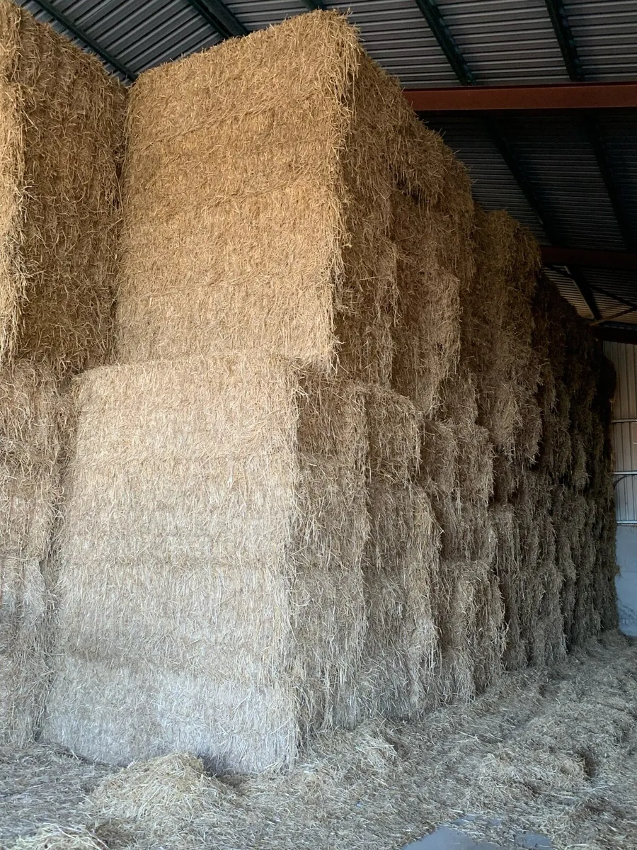 Wheaten straw - Image 1