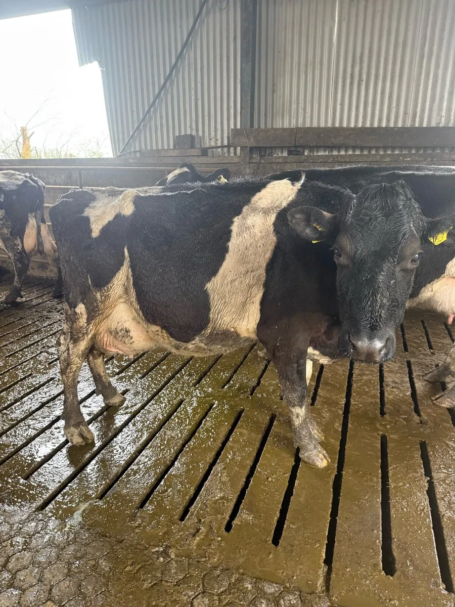 Cow suitable to rare calfs - Image 1