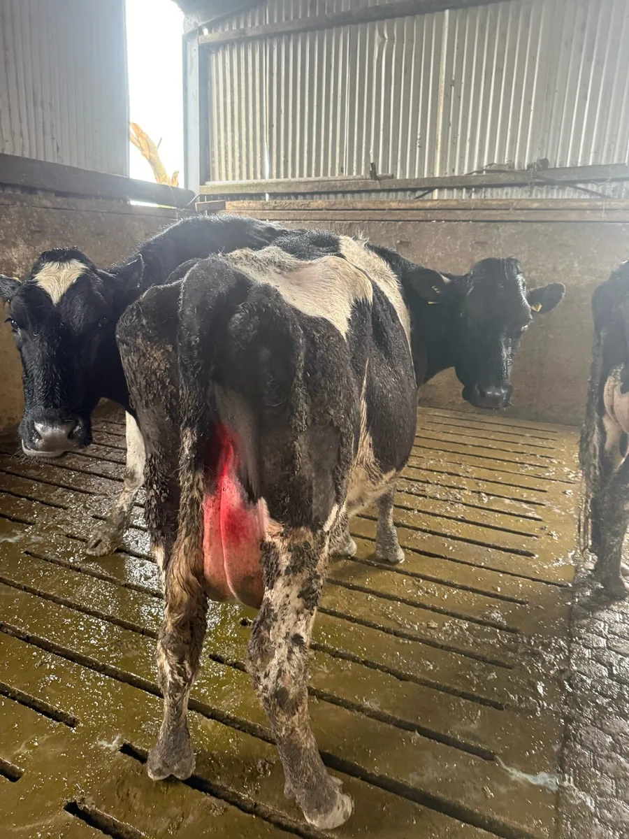 Cow suitable to rare calfs - Image 2