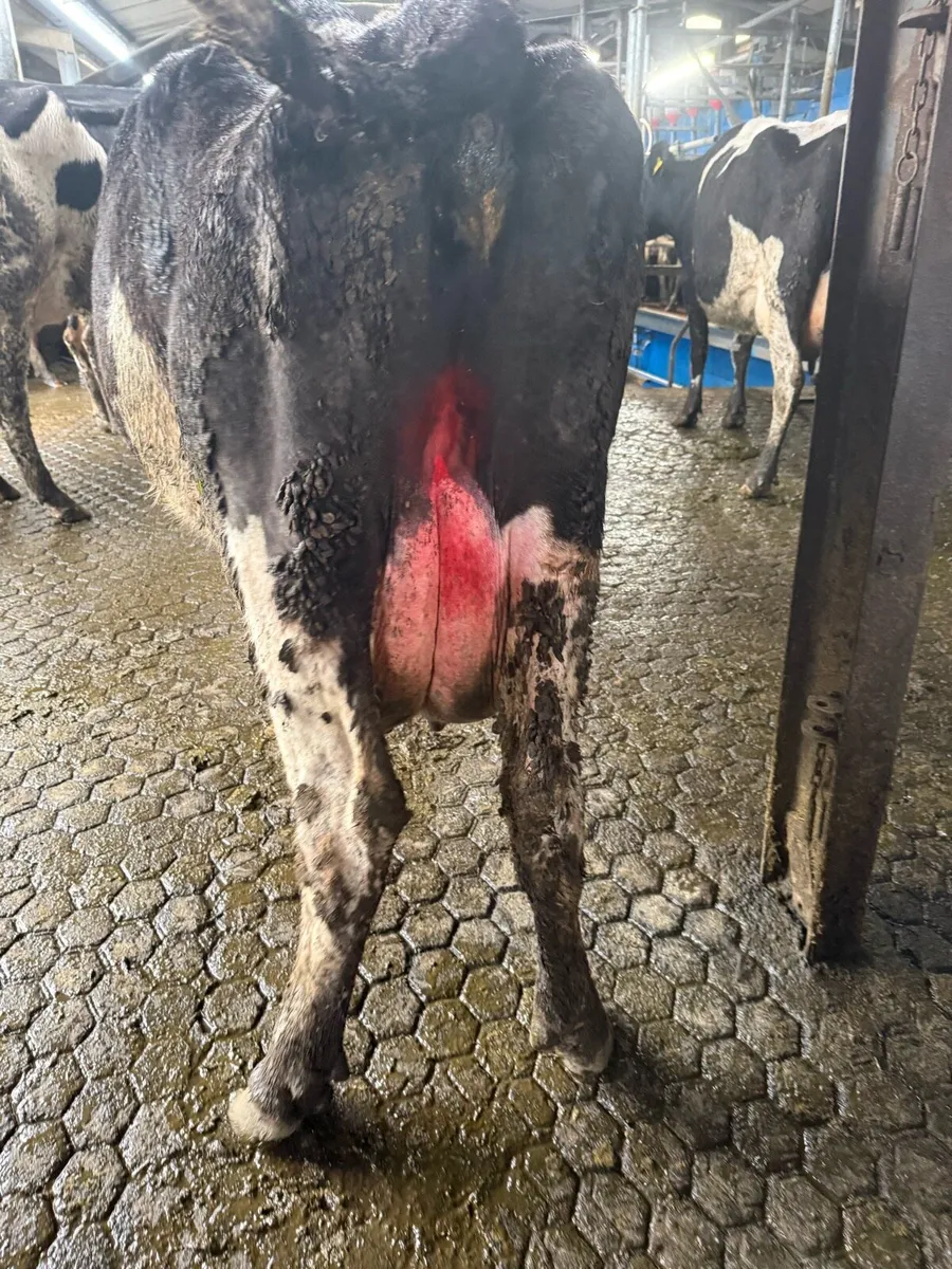 Cow suitable to rare calfs - Image 3