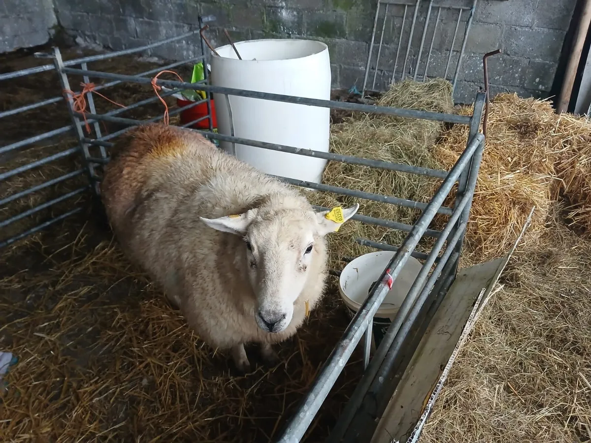 Foster Ewe