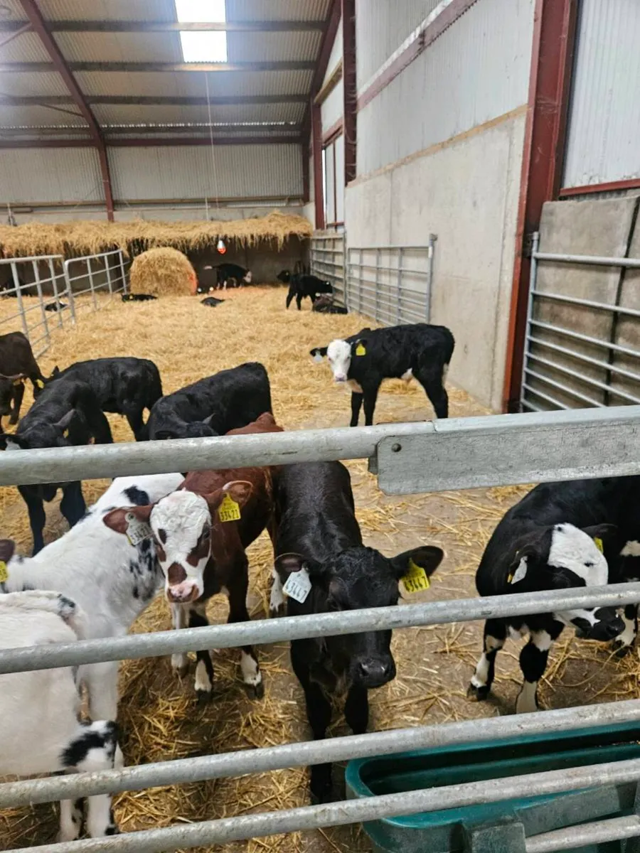 Beef calves - Image 1