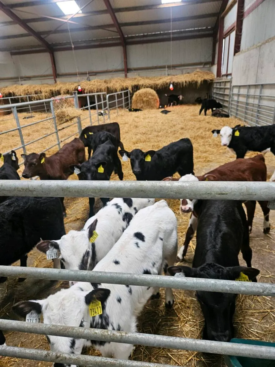 Beef calves - Image 2