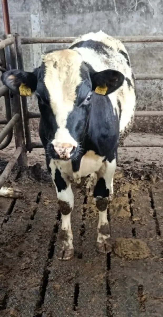 Friesian Bulls - Image 2