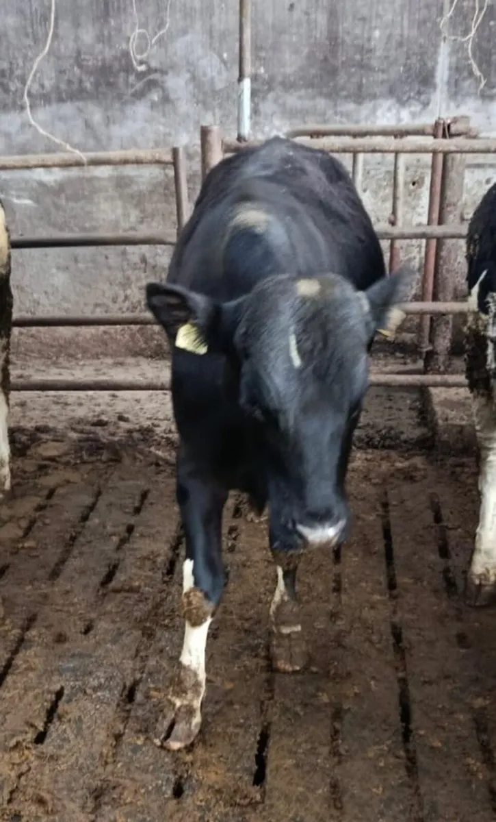 Friesian Bulls - Image 3