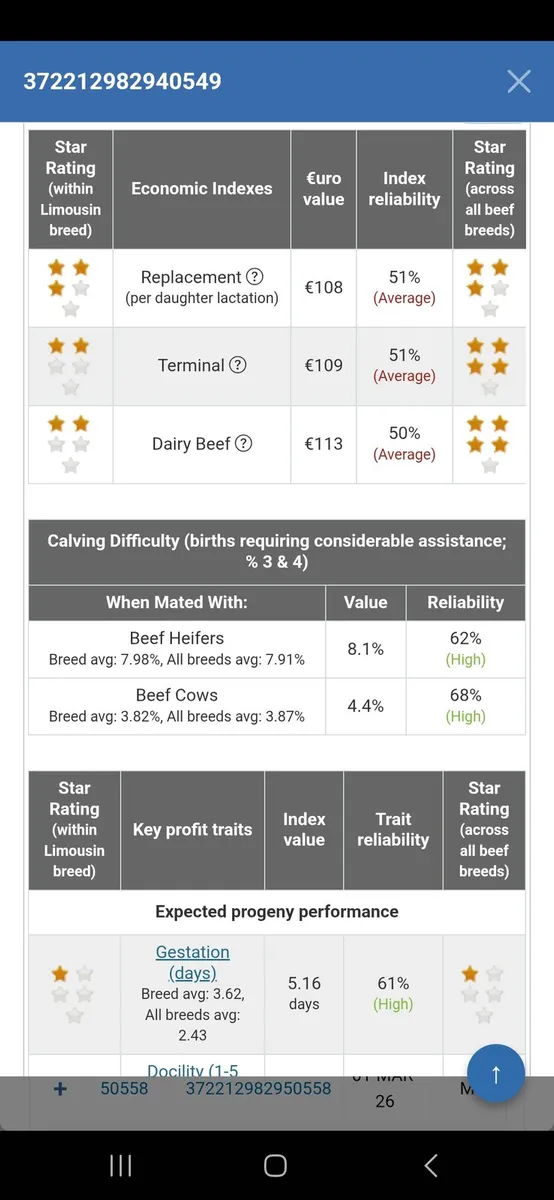 PBR LIMOUSIN HEIFERS - Image 2