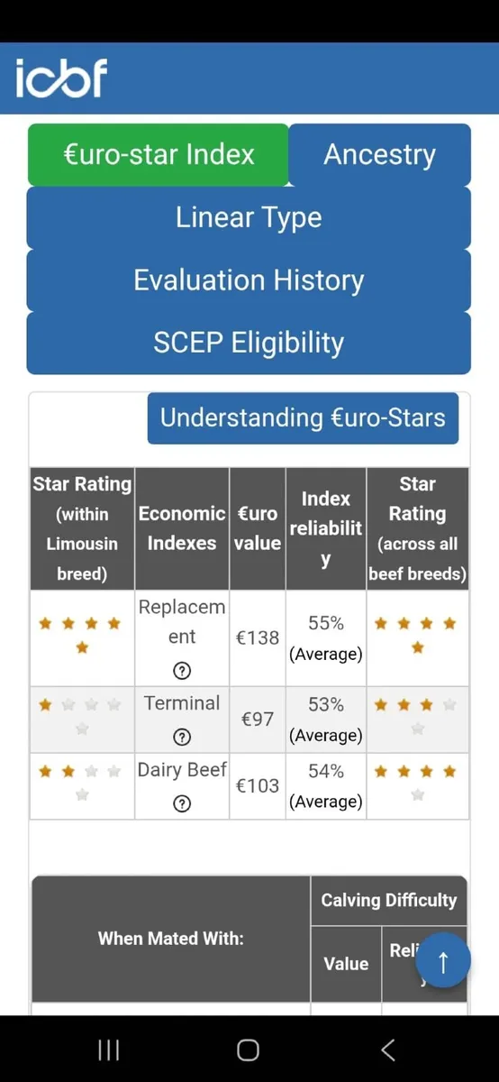 PBR LIMOUSIN HEIFERS - Image 3