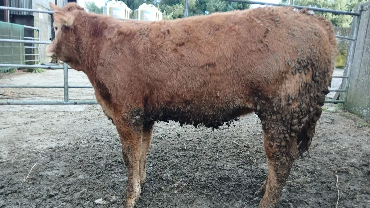 PBR LIMOUSIN HEIFERS - Image 4