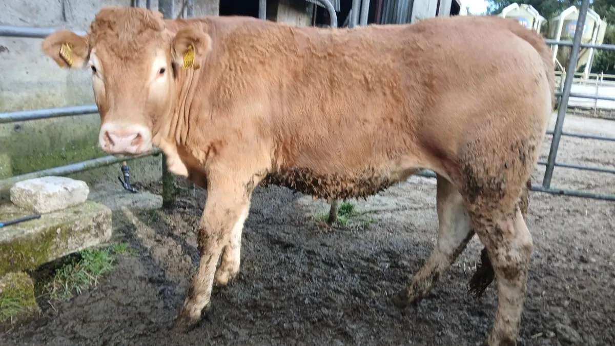 PBR LIMOUSIN HEIFERS - Image 2