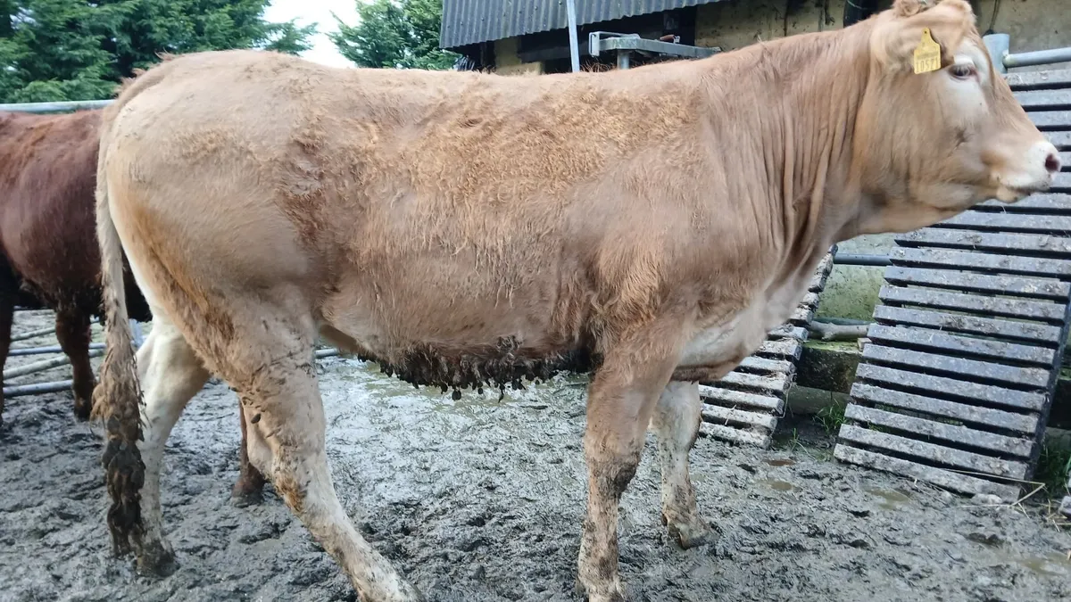 PBR LIMOUSIN HEIFERS - Image 1