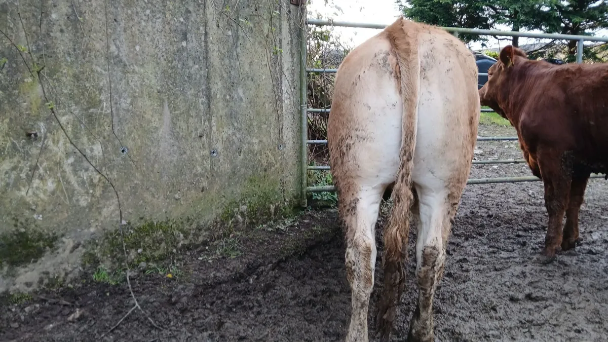 PBR LIMOUSIN HEIFERS - Image 3