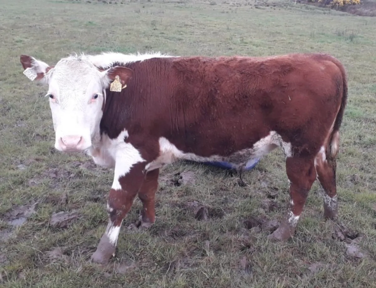 Bullocks for ennis Tuesday 7th of April - Image 1