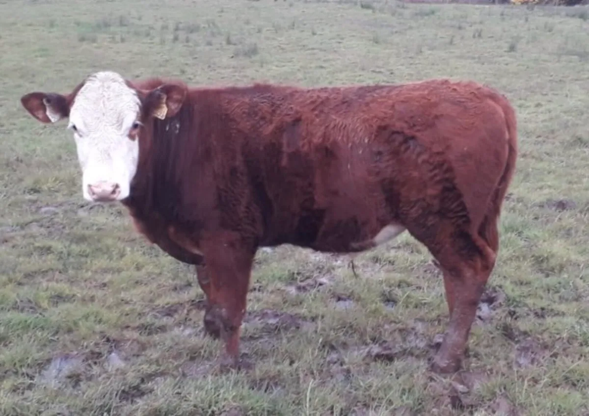 Bullocks for ennis Tuesday 7th of April - Image 2