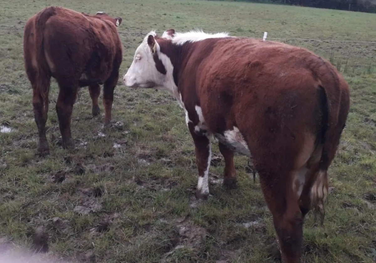 Bullocks for ennis Tuesday 7th of April - Image 3