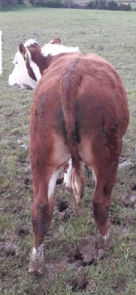 Bullocks for ennis Tuesday 7th of April - Image 4