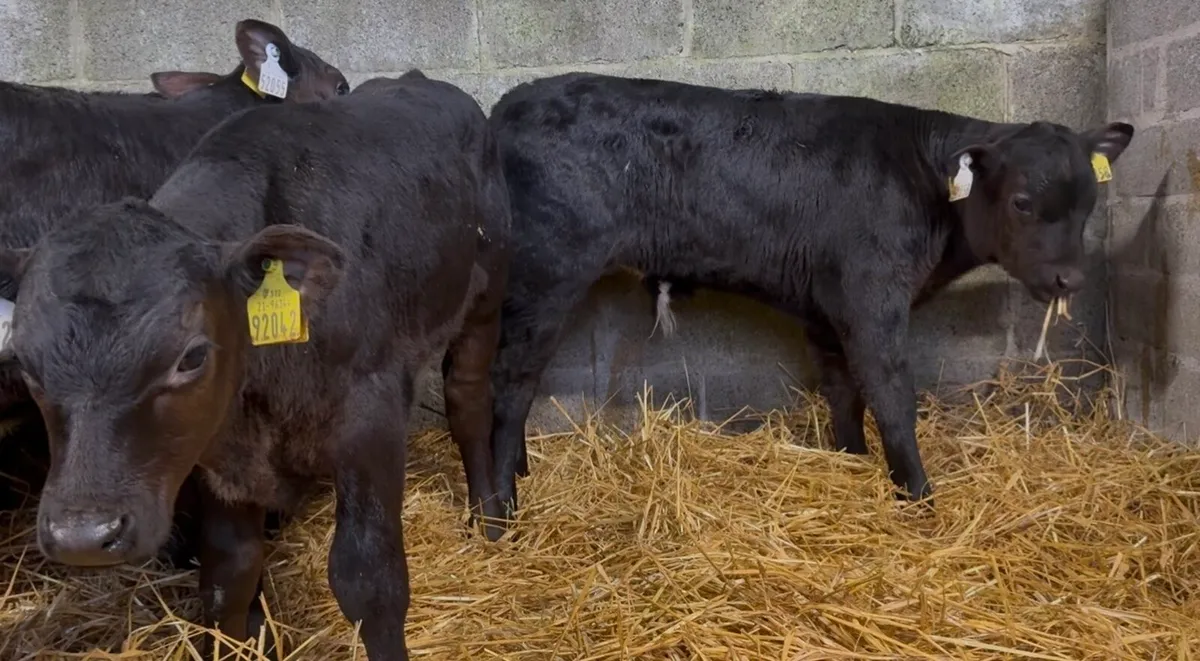 10 top class AA bulls calves - Image 2