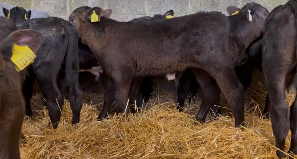 10 top class AA bulls calves - Image 3