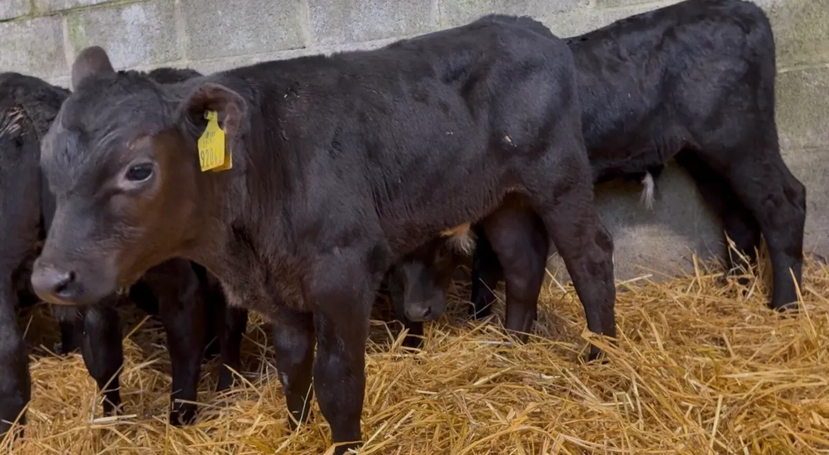 10 top class AA bulls calves - Image 4