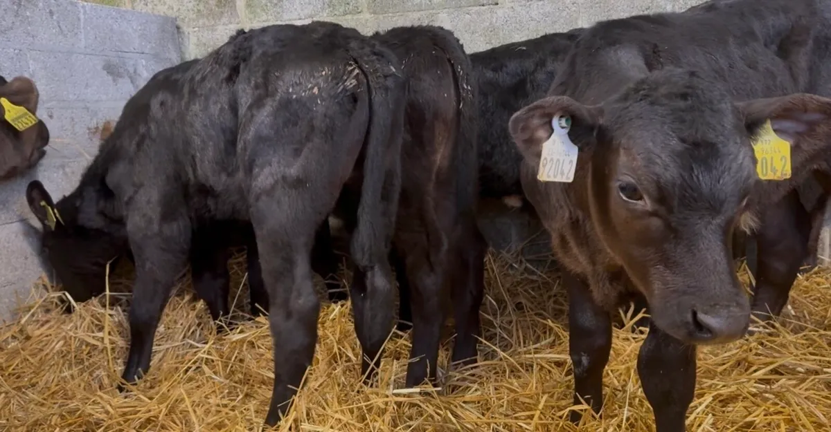 10 top class AA bulls calves - Image 4