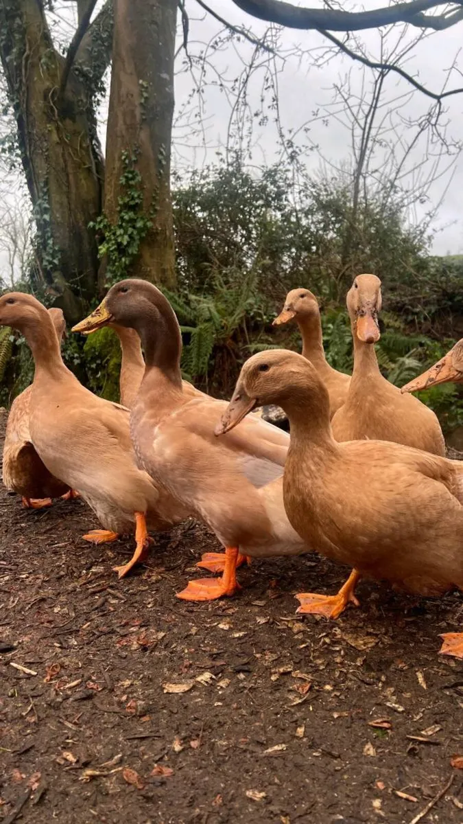 Hatching Eggs & Ducklings - Orpington Ducks - Image 1