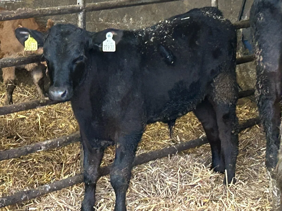 5 Angus bull runners - Image 2