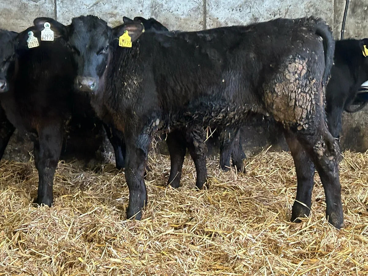 5 Angus bull runners - Image 1