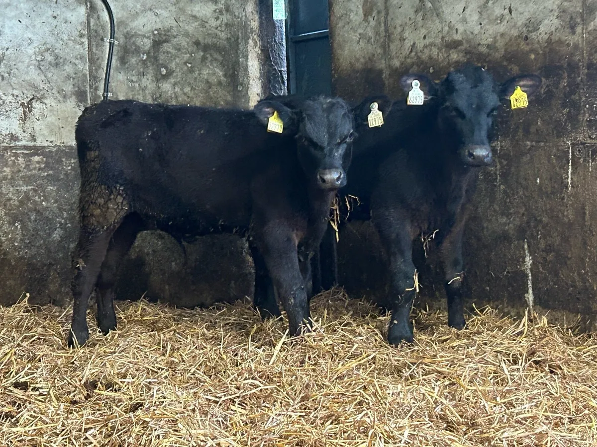 5 Angus bull runners - Image 4