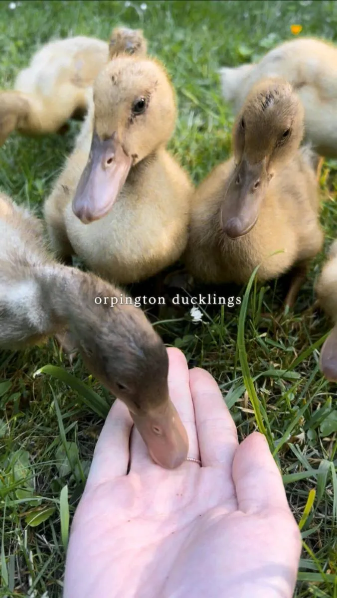 Hatching Eggs & Ducklings - Orpington Ducks - Image 2
