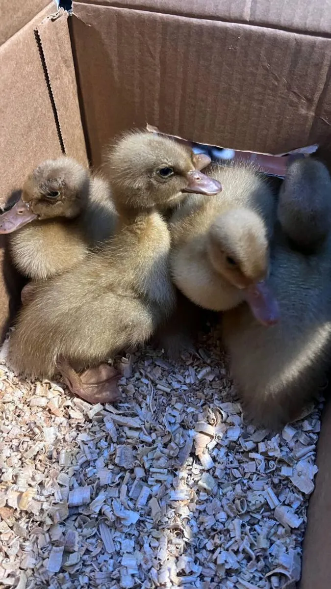Hatching Eggs & Ducklings - Orpington Ducks - Image 3