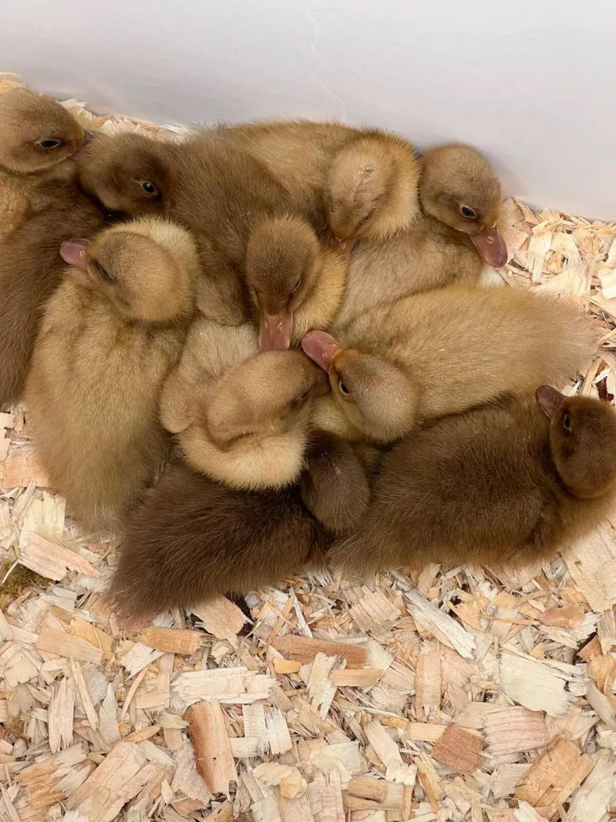 Hatching Eggs & Ducklings - Orpington Ducks - Image 4