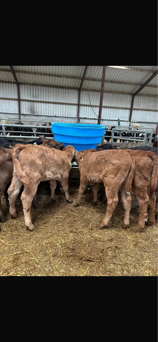Hereford limousine Angus calves - Image 1