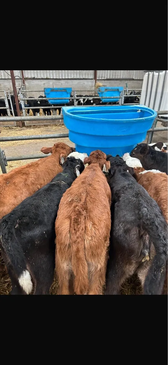 Hereford limousine Angus calves - Image 2