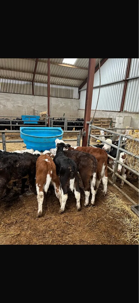 Hereford limousine Angus calves - Image 3