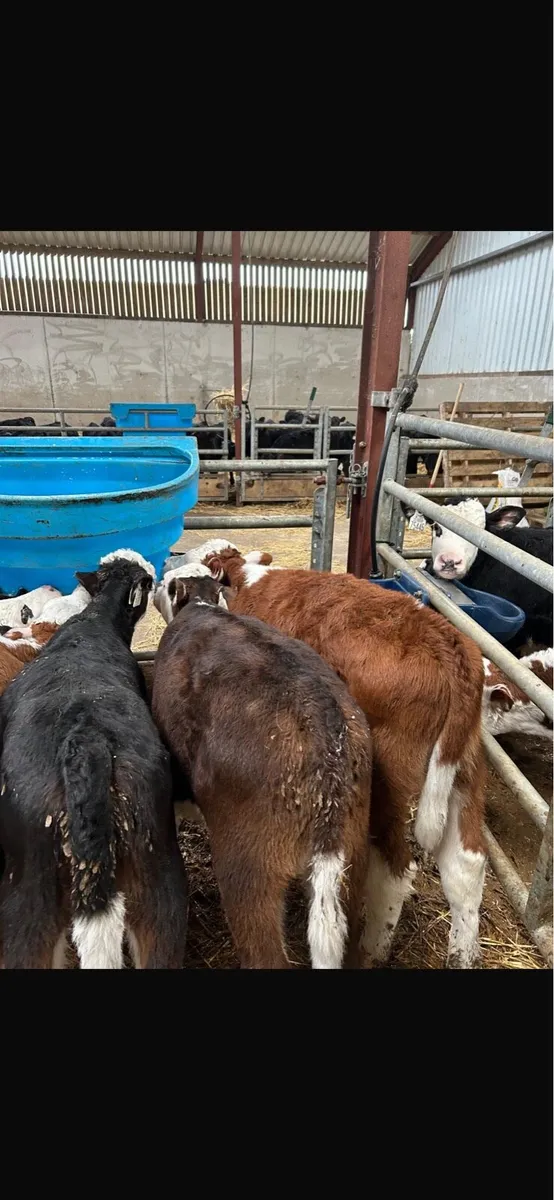 Hereford limousine Angus calves - Image 4