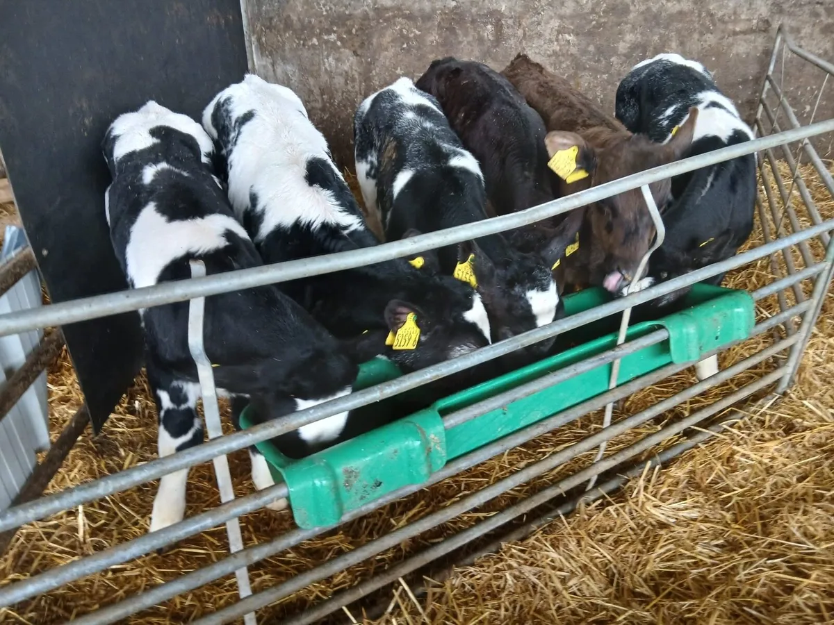 6 Super Continental Bull Calves - Image 1