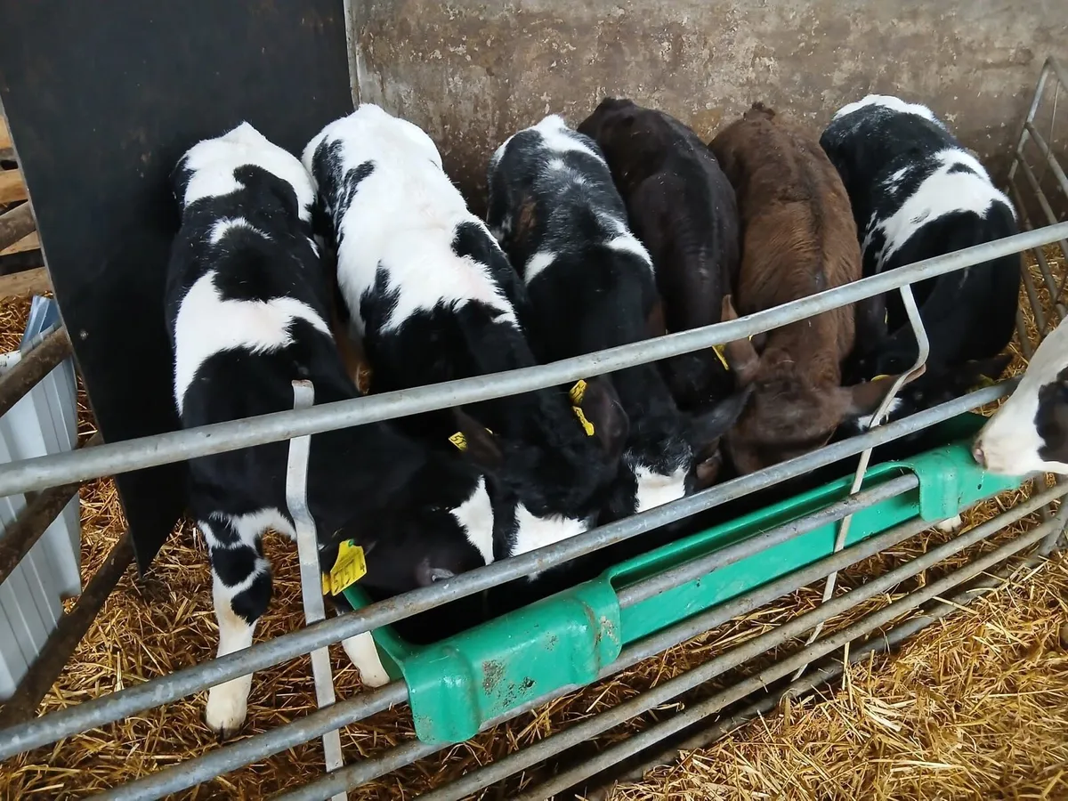 6 Super Continental Bull Calves - Image 3